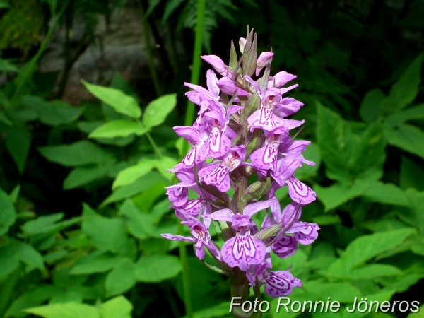 Dactylorhiza hybrids